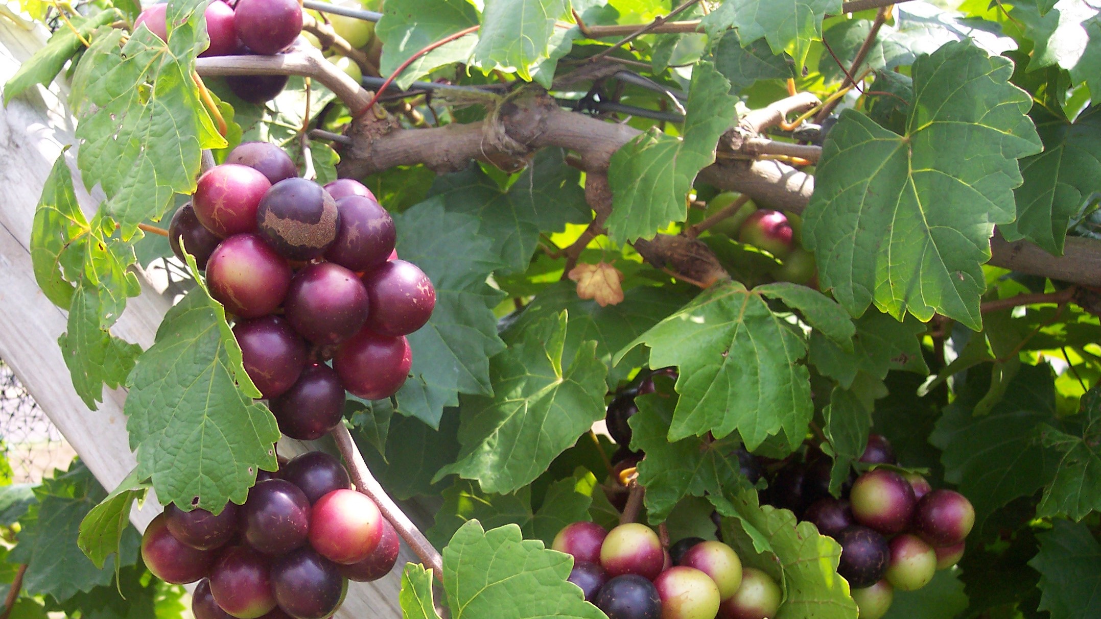 Muscadine Grapes - Health Benefits - NC | Muscadine Naturals